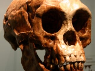 ホビットは独自の遺伝構成をもつ新種人類？歯の分析でわかった驚愕の事実