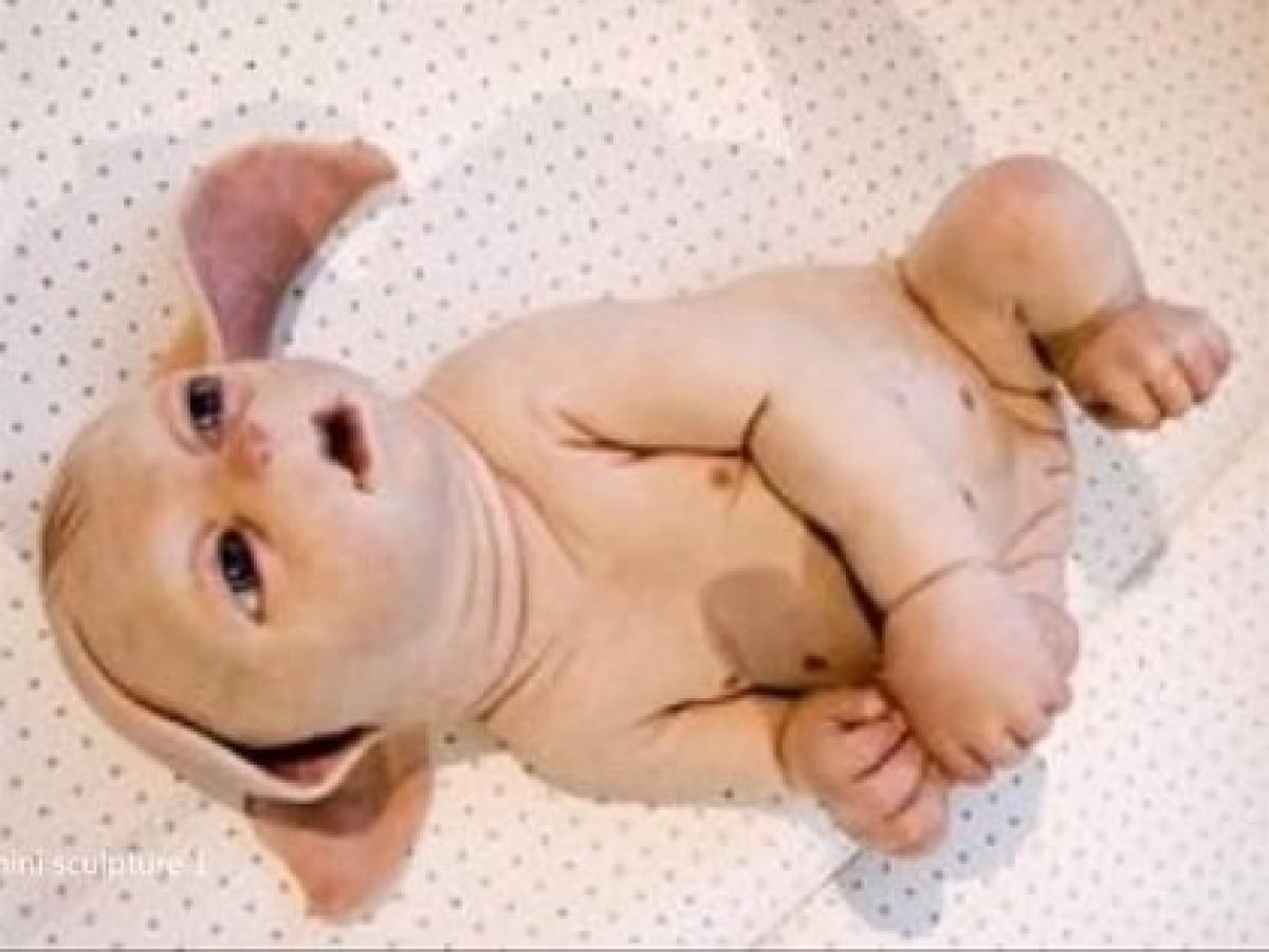 米国では ブタ人間 が作られている 動物の体内で人間の臓器を作る キメラ技術 の恐怖