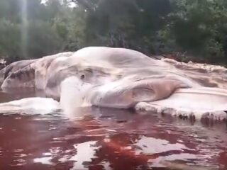 インドネシアに正体不明の15ｍのドロドロ流血死骸が漂着!! 巨大イカの予言的中か、理学博士が緊急解説！