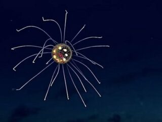 【衝撃映像】地球外生命体としか思えない！ マリアナ海溝で完全に「新種のクラゲ」が発見される