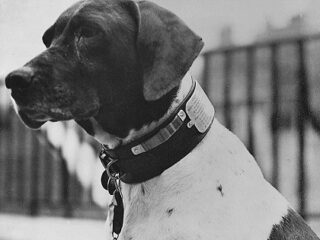 軍艦任務から日本軍捕虜キャンプを生き延びた軍用犬“ジュディ”の感動ストーリー