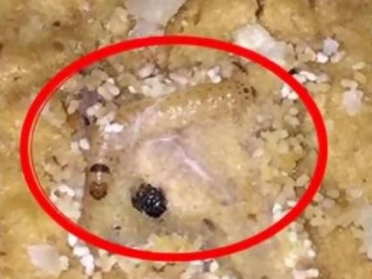 英国でも食品異物混入騒ぎ ケロッグ シリアルバー に幼虫が