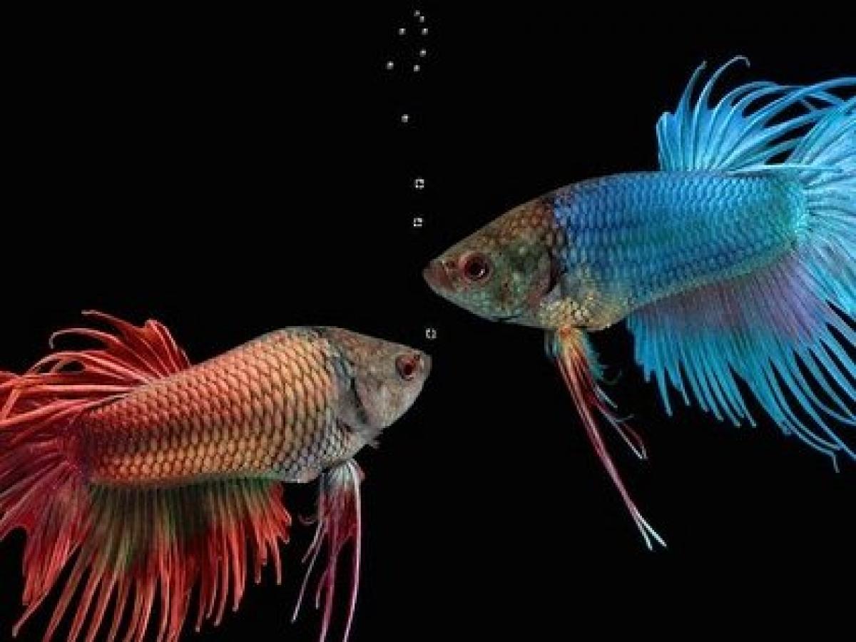 首アリ魚 は存在するのか 生物の進化で判明した 首 の役割とは