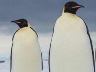 人間よりも巨大なペンギンがいた？ ― 南極大陸付近の島でメガトン級の骨を発見！