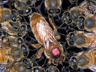 スズメバチとどっちが強い？ 凶暴すぎる殺人蜂“キラービー”が米国で拡大