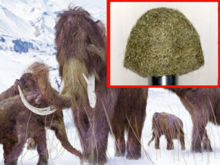絶滅した「マンモスの毛」で作った111万円のニット帽が衝撃的に素朴！製作者「チクチクしてマッサージ効果もある」＝ロシア