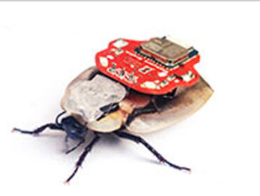 ゴキブリの検索結果 Tocana