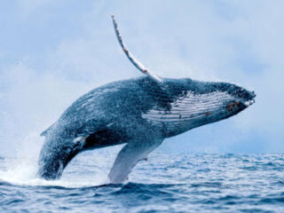 なぜ日本は今、捕鯨を再開すべきなのか？ 欧米が“理不尽に”捕鯨反対するトンでもない裏の理由と陰謀解説！