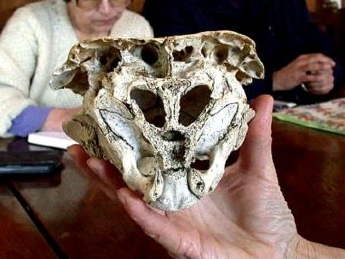 コレクション ロドピの頭蓋骨