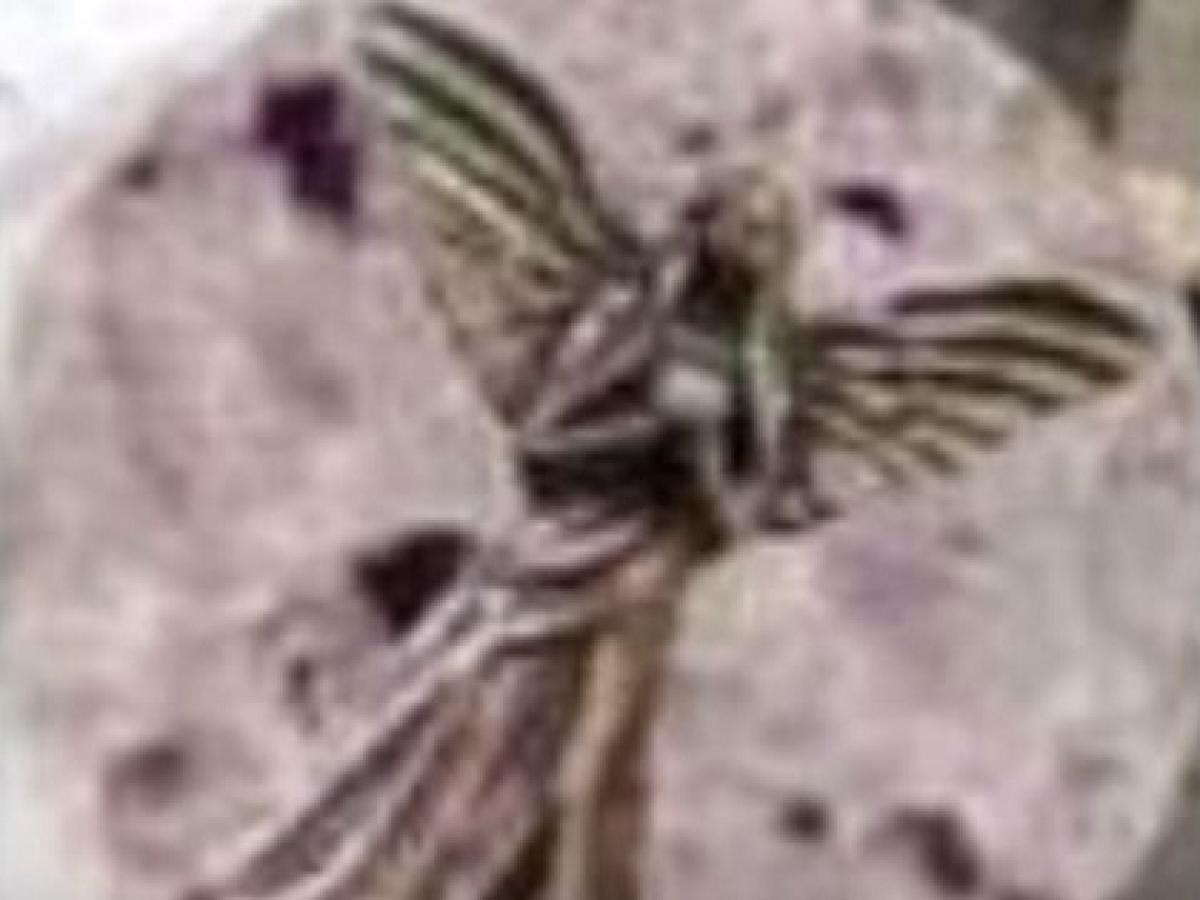 月に文明は存在した アポロ11号が持ち帰った石に 天使の彫刻 が施されていた