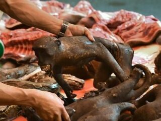 苦悶の表情で焼かれた“猿肉”を食べる！ 絶滅危惧種が並ぶミハナサ族のフードマーケットとは？＝インドネシア