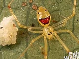 不気味に嗤う蜘蛛「ニコヤカヒメグモ」　５ミリの誘惑とは？