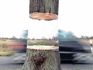 お前はもう浮いている！ 木を重力から解き放つ驚愕の「INVISIBLEアート」