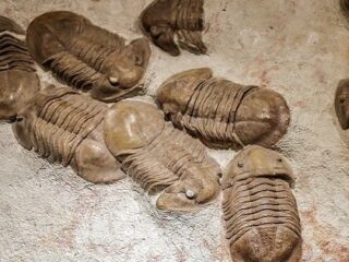 「化石の王様」は頭でセックスしていた！ 4億年前の三葉虫の“頭部繁殖行動”が化石で判明！