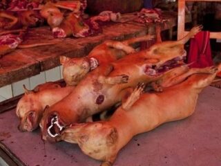 犬肉をスーパーフードとして推奨する北朝鮮の実態！ 「仔犬のシチューは万薬」殺害方法や拷問方法まで…