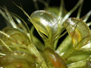 【食虫植物】0.01秒で虫の命を奪う―アルドロバンダ ベシキュロサ、恐怖の生態