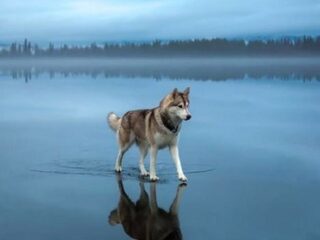湖の水面を歩くハスキー犬？世界中に拡散された奇跡の写真