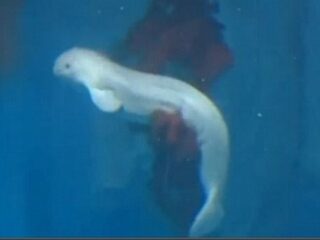 美しき“海のカナリア”！　シロイルカの新たな命が生まれる瞬間！