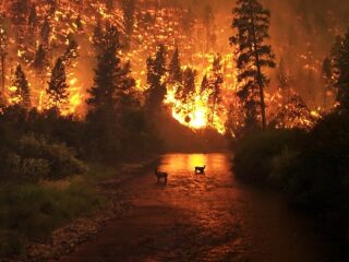 森林火災が地球を冷却する？  火災と温暖化の意外過ぎる関係とは？