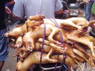 国際批判も無視！ 1万匹以上の犬を虐殺する中国ユーリン「犬肉祭り」