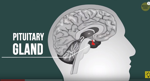 30秒で脳を再起動させる方法3選！ 脳下垂体が覚醒… ハンパない多幸感とみなぎるエネルギー！の画像1