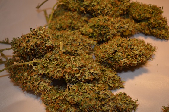 花粉症よりキツい「大麻花粉」蔓延の可能性! 死ぬ場合も… 大麻アレルギーが米で社会問題化!の画像1