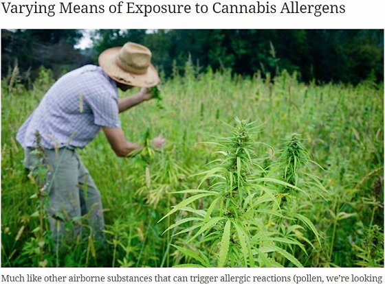 花粉症よりキツい「大麻花粉」蔓延の可能性! 死ぬ場合も… 大麻アレルギーが米で社会問題化!の画像2