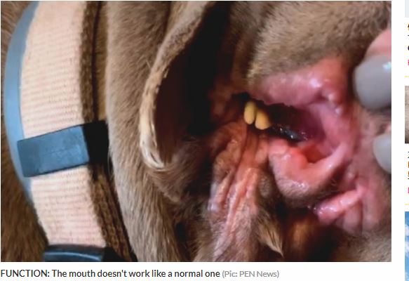 耳から口が生えたメス犬 ― 耳の中でうごめく唇、唾液、歯…トードちゃんの身に一体何が!?の画像3