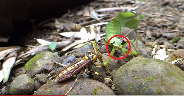 2ページ目 カマキリが 最低最悪な肉食昆虫 である10の理由を東大教授が 発狂解説 壮絶ななぶり殺し 意外な魅力も ｰトカナ