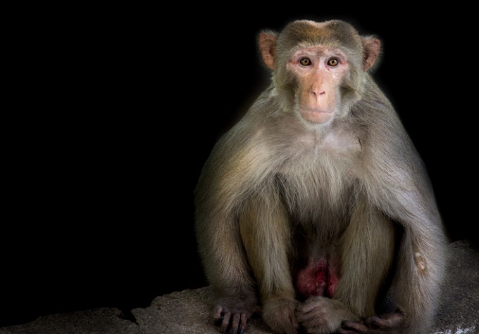 【速報】サルに人間の遺伝子を組み込み、脳を人間のように発達させることに成功! 中国がまたヤバイ実験!の画像3