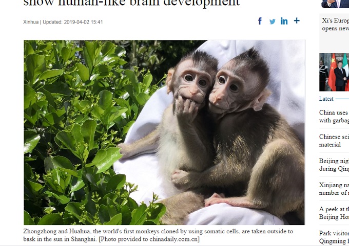 サルに人間の遺伝子を組み込み、脳を人間のように発達させることに成功！ 中国がまたヤバイ実験！の画像1