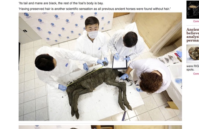 シベリアの永久凍土から絶滅した「42000年前の子馬」が発見される! 衝撃の姿…生きた血液の採取にも成功!の画像2