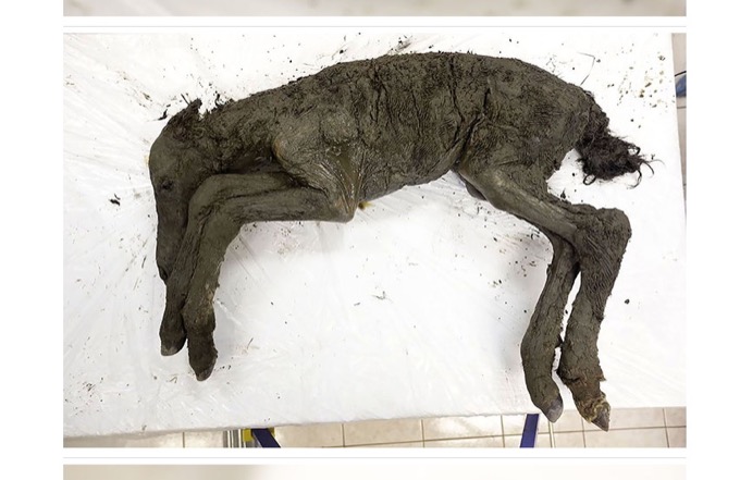シベリアの永久凍土から絶滅した「42000年前の子馬」が発見される！ 衝撃の姿…生きた血液の採取にも成功！の画像3