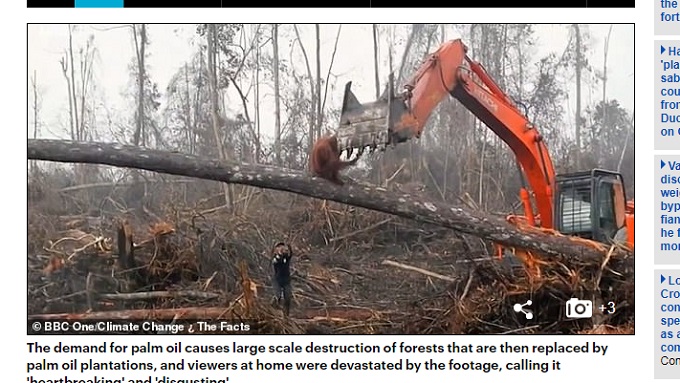 オランウータンが森を切り倒すショベルカーに怒る悲劇的映像！ 涙が出るほど残酷…環境破壊に苦しむ動物たち！の画像1