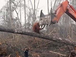 オランウータンが森を切り倒すショベルカーに怒る悲劇的映像！ 涙が出るほど残酷…環境破壊に苦しむ動物たち！