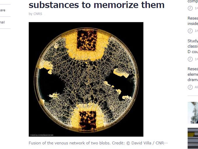 粘菌も記憶・学習することが判明！ 脳ナシ神経ゼロの単細胞生物にも知性があった!?の画像2