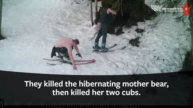 【閲覧注意】冬眠中の「クマの母子」を銃殺して楽しむ鬼畜父子! 非難殺到の胸糞映像=米の画像3