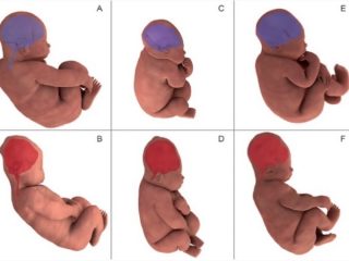 日本人の頭の形が平たいのは、やはり“母の出産”が原因なのか？ 出産時に「超絶変形している」ことが最新研究で判明！