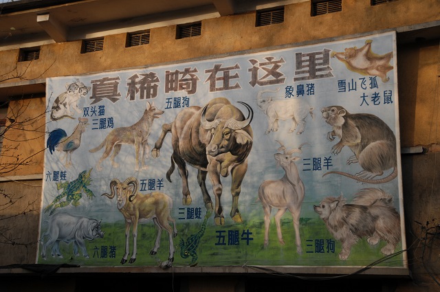 中国の恥 奇形博物館 のヤバすぎる内部を大暴露 5本足の牛 双頭猫 象鼻の豚 閉鎖が物語る 中国の変容 とは