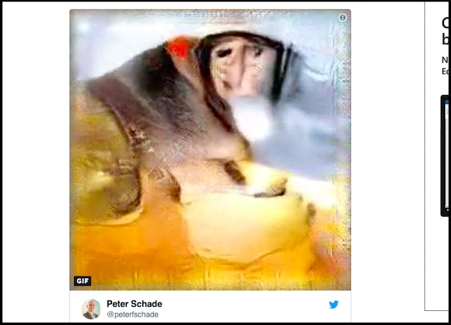 サルの脳の視覚情報のイメージ化に成功! 奇妙な画像が続々…猿が見ている本当の世界が判明!の画像3