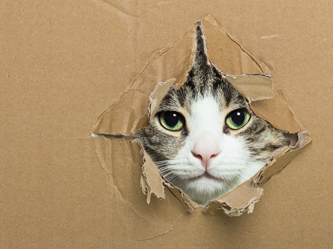 シュレーディンガーの猫を救う方法が発見される!! 「量子跳躍」で事象を反転させて… 定説完全に覆る！の画像2