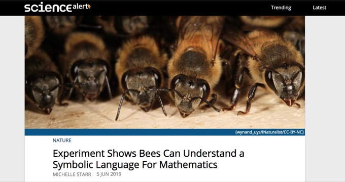ミツバチの超絶賢い数学的能力が次々判明！ 計算、ゼロの概念、シンボル試験も合格… AIの学習能力に応用へ！（最新研究）の画像1