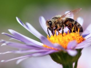 ミツバチの超絶賢い数学的能力が次々判明！ 計算、ゼロの概念、シンボル試験も合格… AIの学習能力に応用へ！（最新研究）