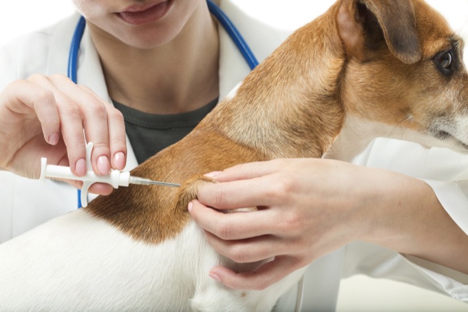 犬猫にマイクロチップ、発がんリスクが指摘されていた! マウス実験で判明、死亡例も… 義務付けの懸念とは?の画像1