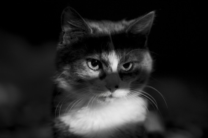 怪談-猫のいる部屋 ー 大学病院に勤める看護師K子から聞いた本当にあった怖い話の画像2
