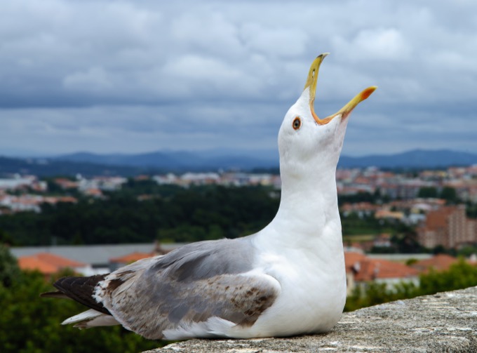 鳥の卵は卵同士で会話していることが判明! サイキックだったのか… 衝撃の理由とは?の画像1