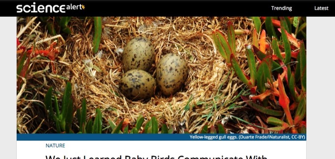 鳥の卵は卵同士で会話していることが判明！ サイキックだったのか… 衝撃の理由とは？の画像3