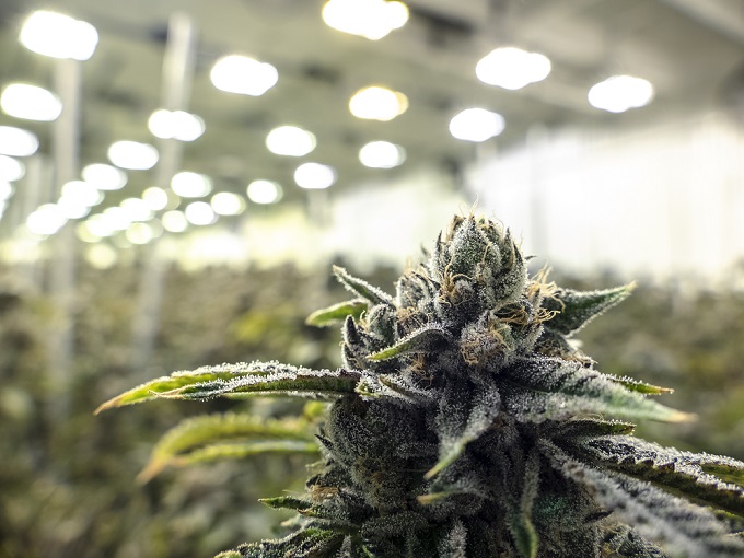 「大麻にハマる遺伝子」が存在すると判明! 意志の力では克服できず… 中毒治療法の確立に前進か!?(最新研究)の画像2