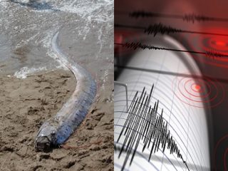 「今週、11％の確率で巨大地震が発生する」米で地震学者が警鐘！ 深海魚も打ち上がって本気でヤバい兆候！