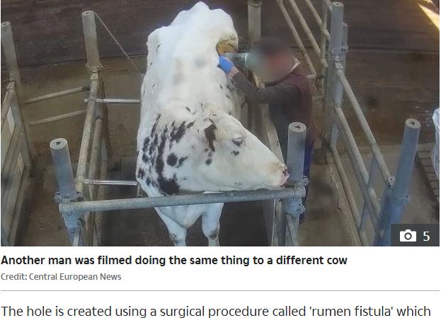 「牛に穴を開けて謎の実験」欧州最大の動物研究センターの研究がヤバいと炎上! 巨大鳥や重病ブタも… 動物愛護団体が非難の画像2